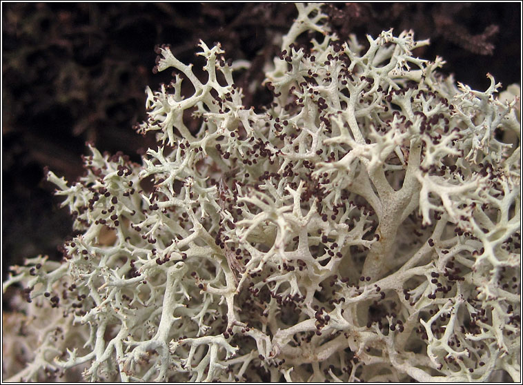 Cladonia portentosa, fertile