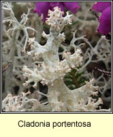 Cladonia portentosa