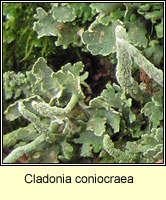 Cladonia coniocraea