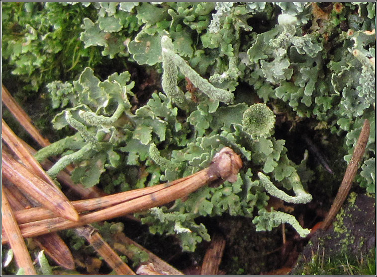 Cladonia coniocraea