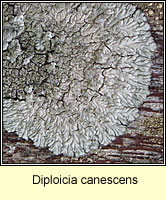 Diploicia canescens