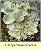 Flavoparmelia caperata