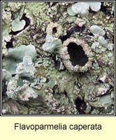 Flavoparmelia caperata