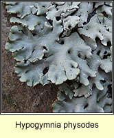 Hypogymnia physodes