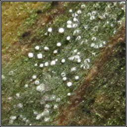 Opegrapha vermicellifera