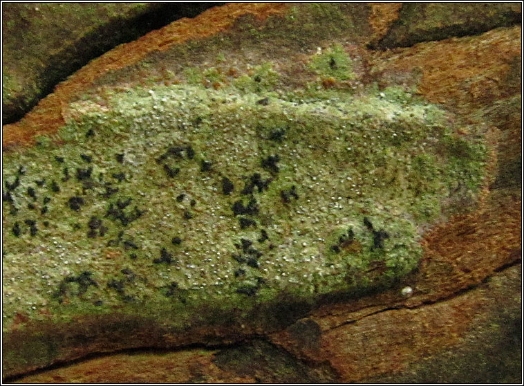 Opegrapha vermicellifera