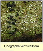 Opegrapha vermicellifera