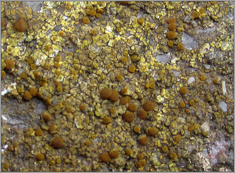 Caloplaca flavovirescens