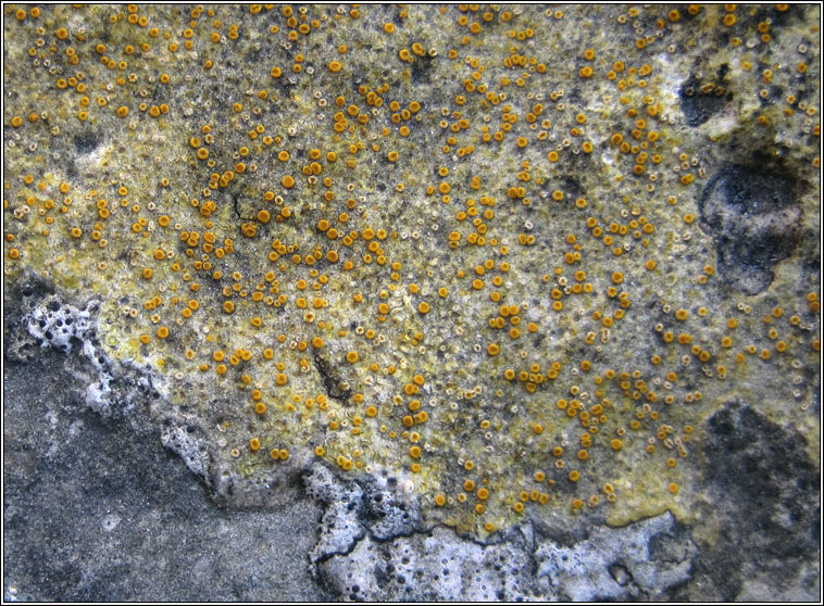 Caloplaca ochracea