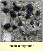 Lecidella stigmatea