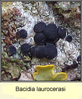 Bacidia laurocerasi