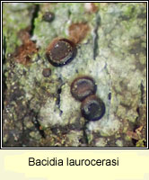 Bacidia laurocerasi