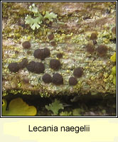 Lecania naegelii