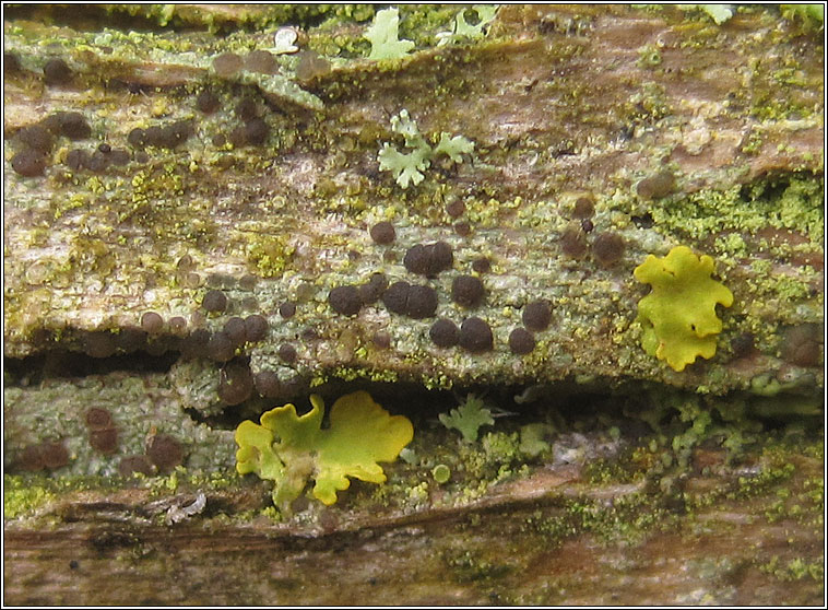 Lecania naegelii