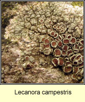 Lecanora campestris