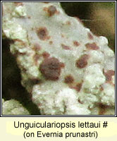 Unguiculariopsis lettaui