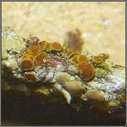 Caloplaca asserigena