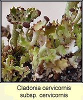 Cladonia cervicornis subsp cervicornis