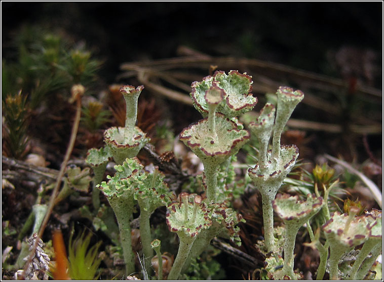 Cladonia cervicornis subsp cervicornis