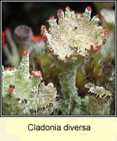 Cladonia diversa