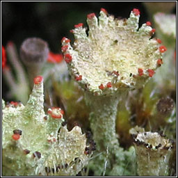 Cladonia diversa