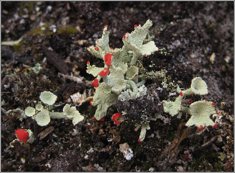 Cladonia diversa