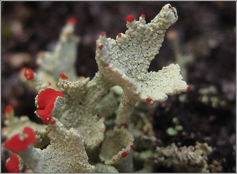 Cladonia diversa