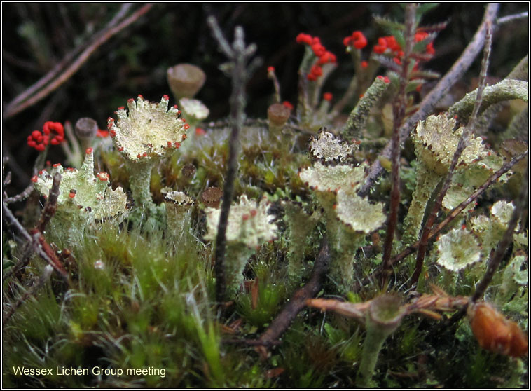 Cladonia diversa