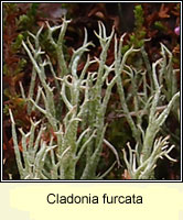 Cladonia furcata