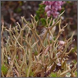 Cladonia furcata