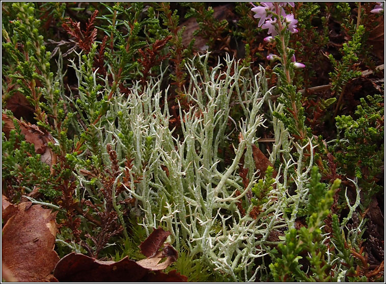 Cladonia furcata