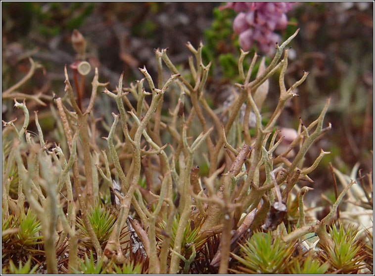 Cladonia furcata