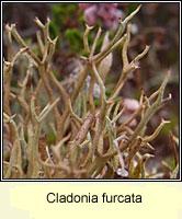 Cladonia furcata