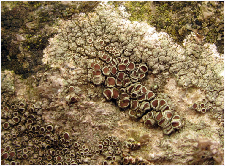 Lecanora campestris