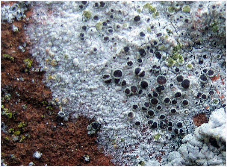 Lecanora campestris