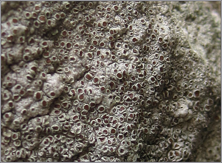 Lecanora campestris