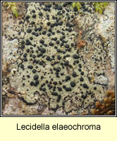 Lecidella elaeochroma