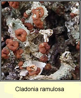 Cladonia ramulosa