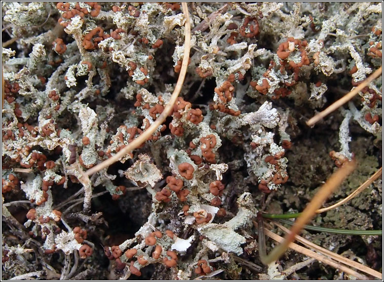 Cladonia ramulosa