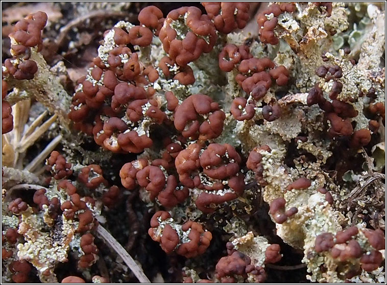 Cladonia ramulosa