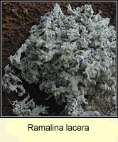 Ramalina lacera