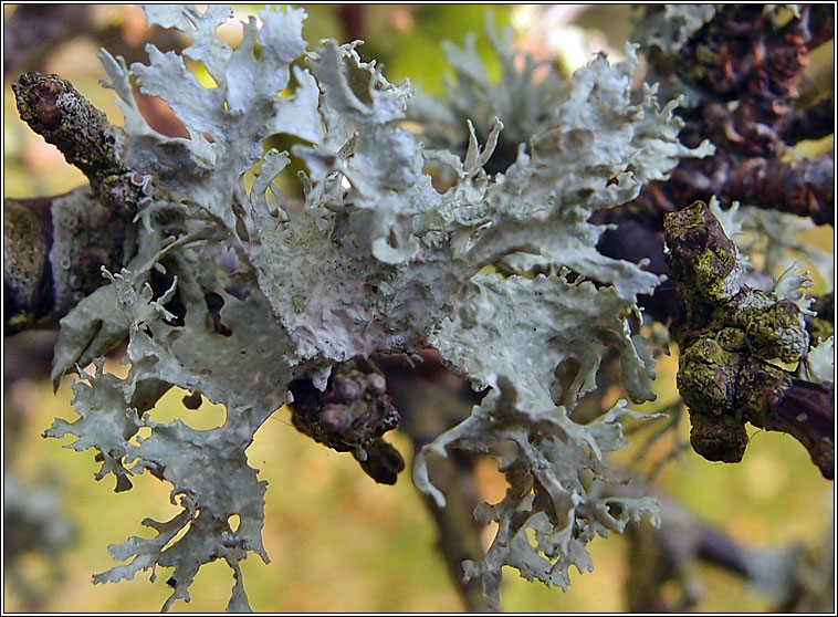 Ramalina lacera