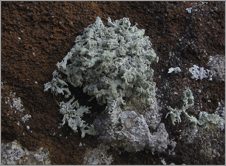 Ramalina lacera