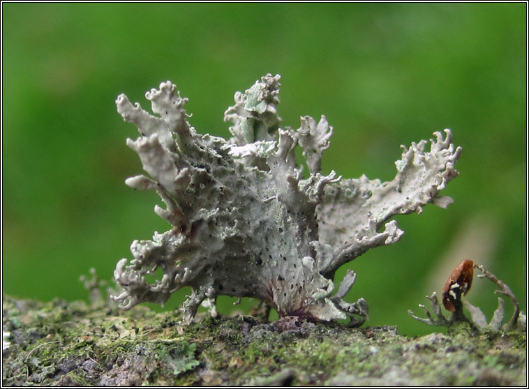 Ramalina lacera