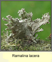 Ramalina lacera