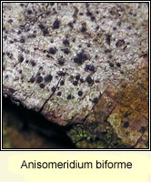 Anisomeridium biforme