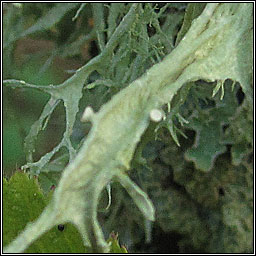 Ramalina calicaris