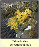 Teloschistes chrysophthalmus