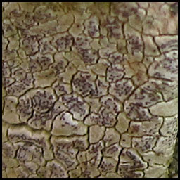Enterographa crassa
