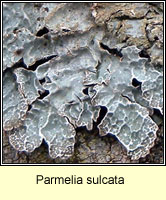 Parmelia sulcata